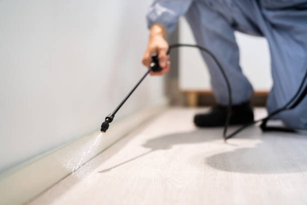 Flea Control Services in Lake Shore, UT