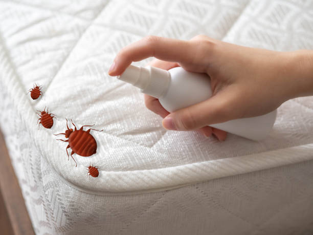 Best Bed Bug Extermination  in Lake Shore, UT